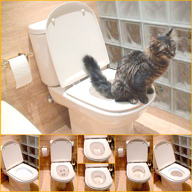 Gato utilizando Servicat